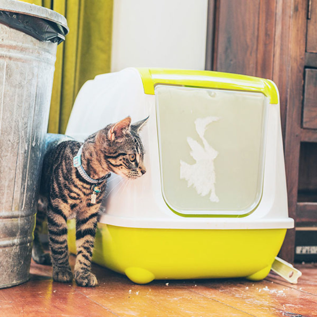 cat with litter box