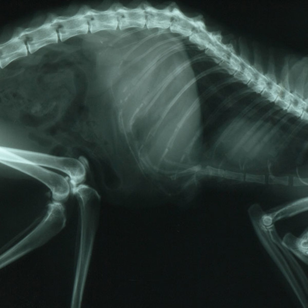 cat x-ray