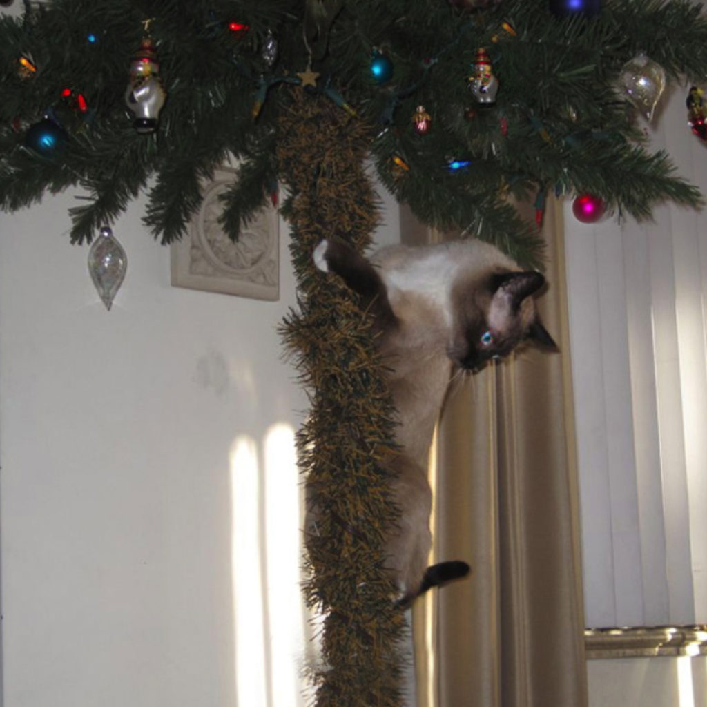 cat with christmas tree