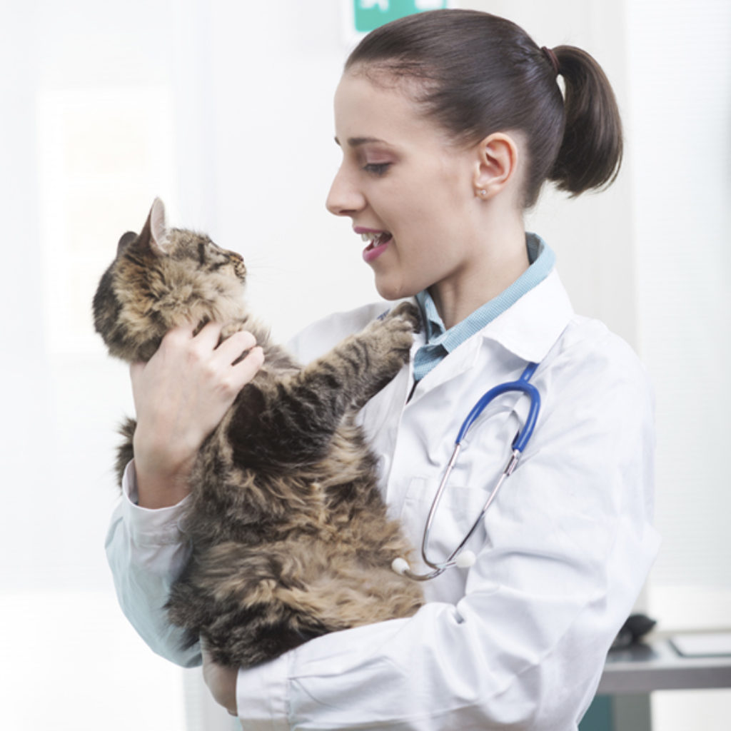 vet with cat