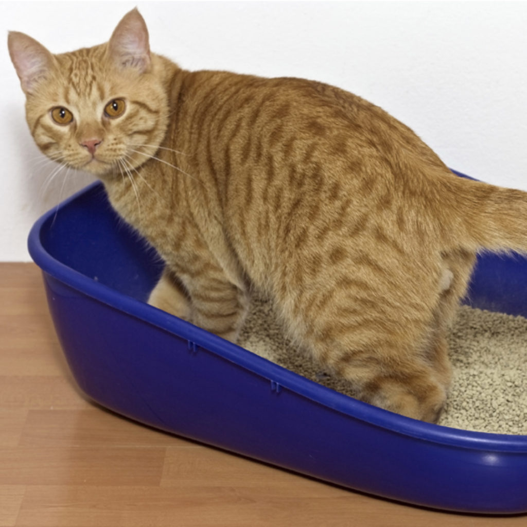 cat in litter box