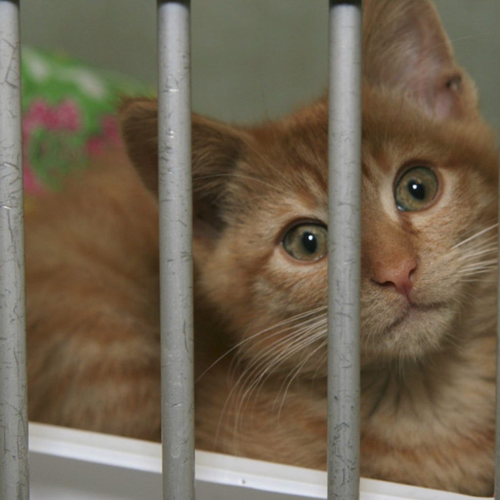 cat in a shelter