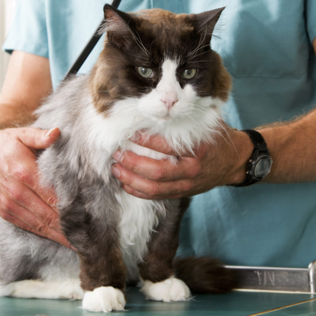 cat at the vet