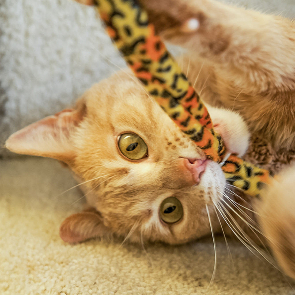 cat with toy