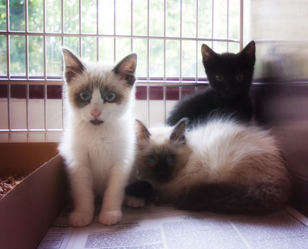 cats in a shelter