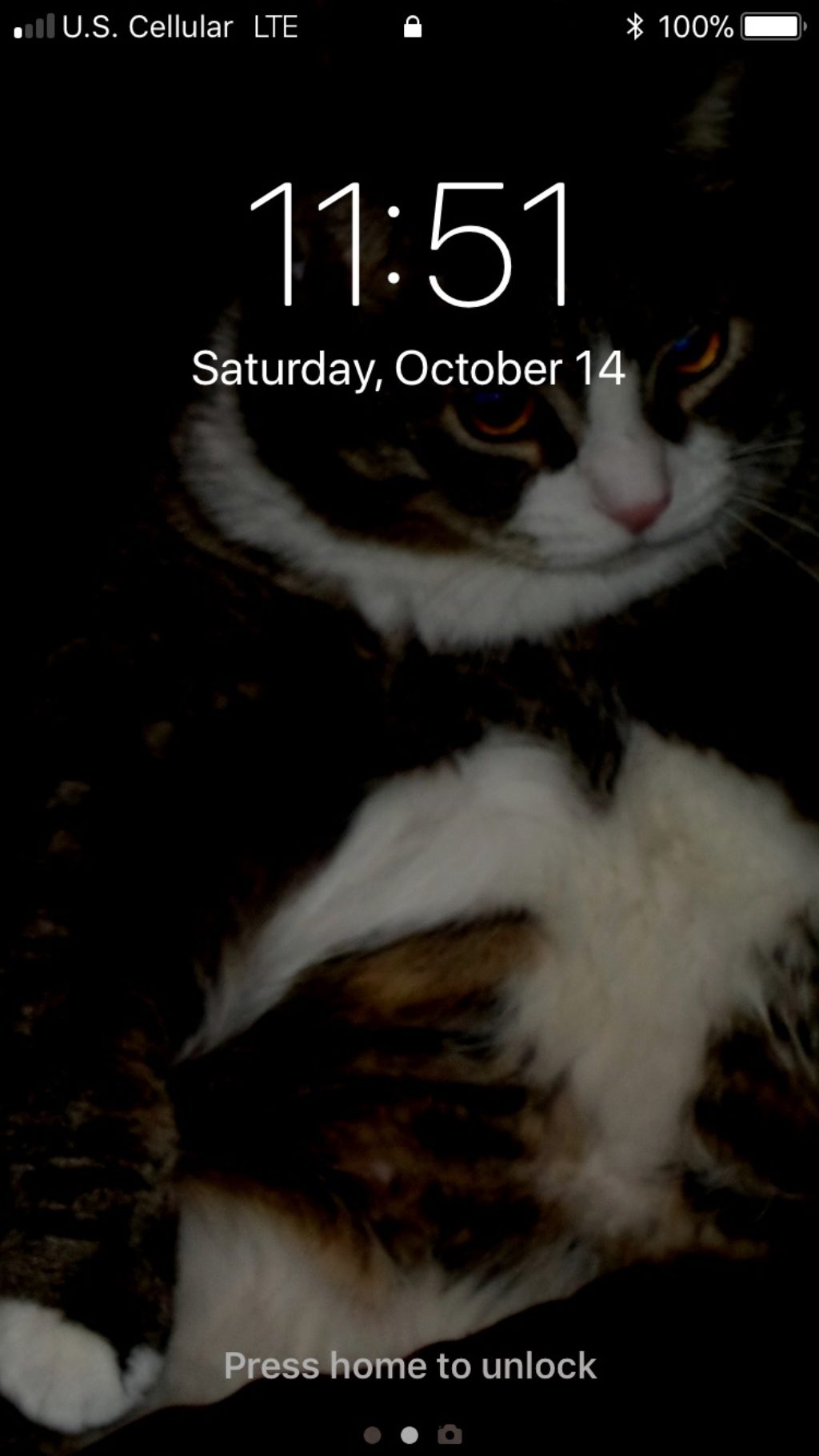 phone screen of cat