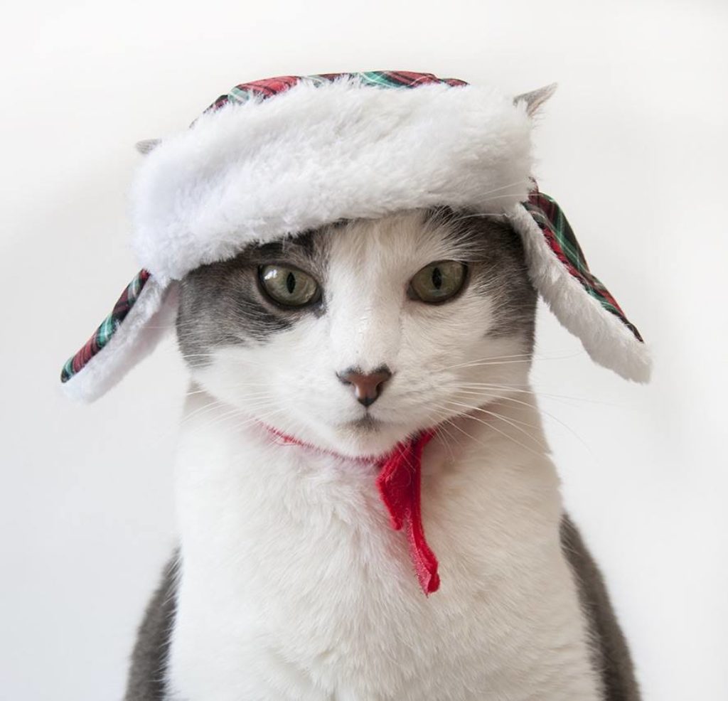 cat wears winter hat to keep warm