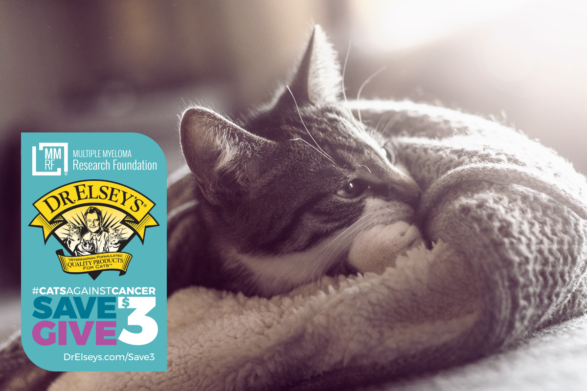 About the Cats Against Cancer Campaign | Dr. Elsey's