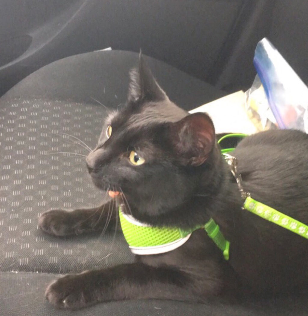 cat goes for a ride in the car