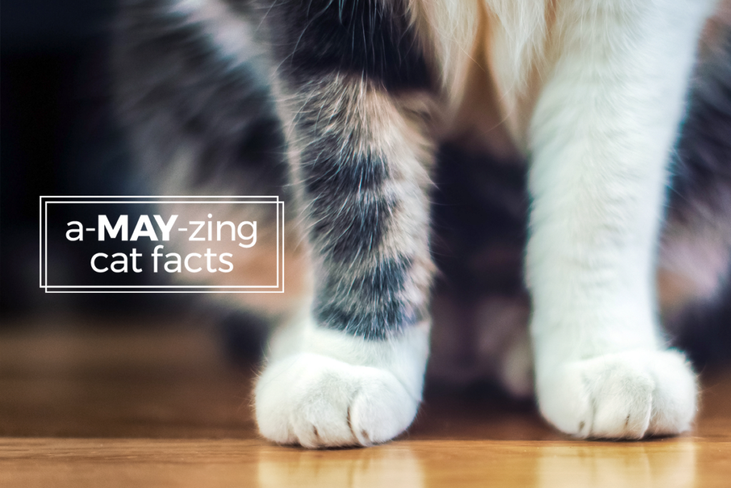 cat feet - a-may-zing cat facts