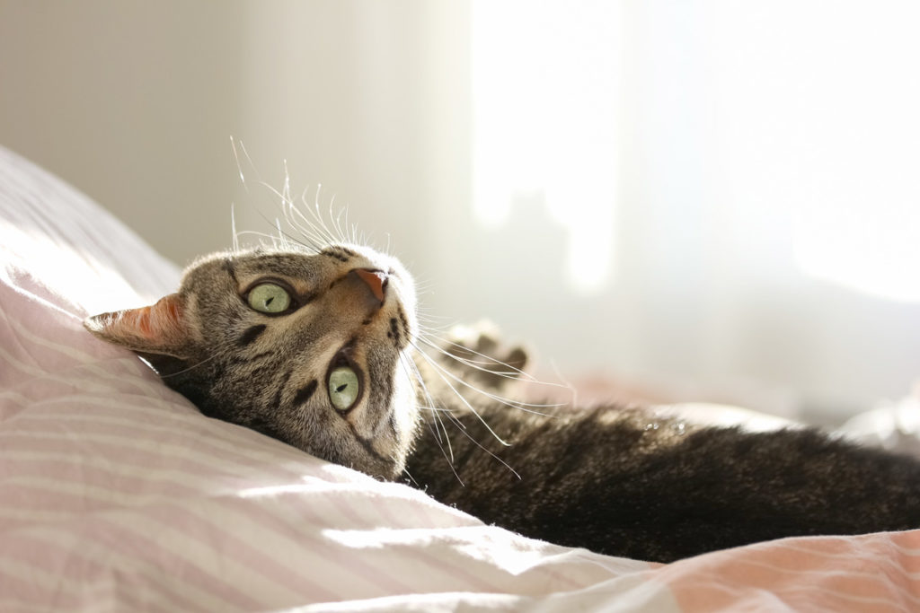 cat laying on bed