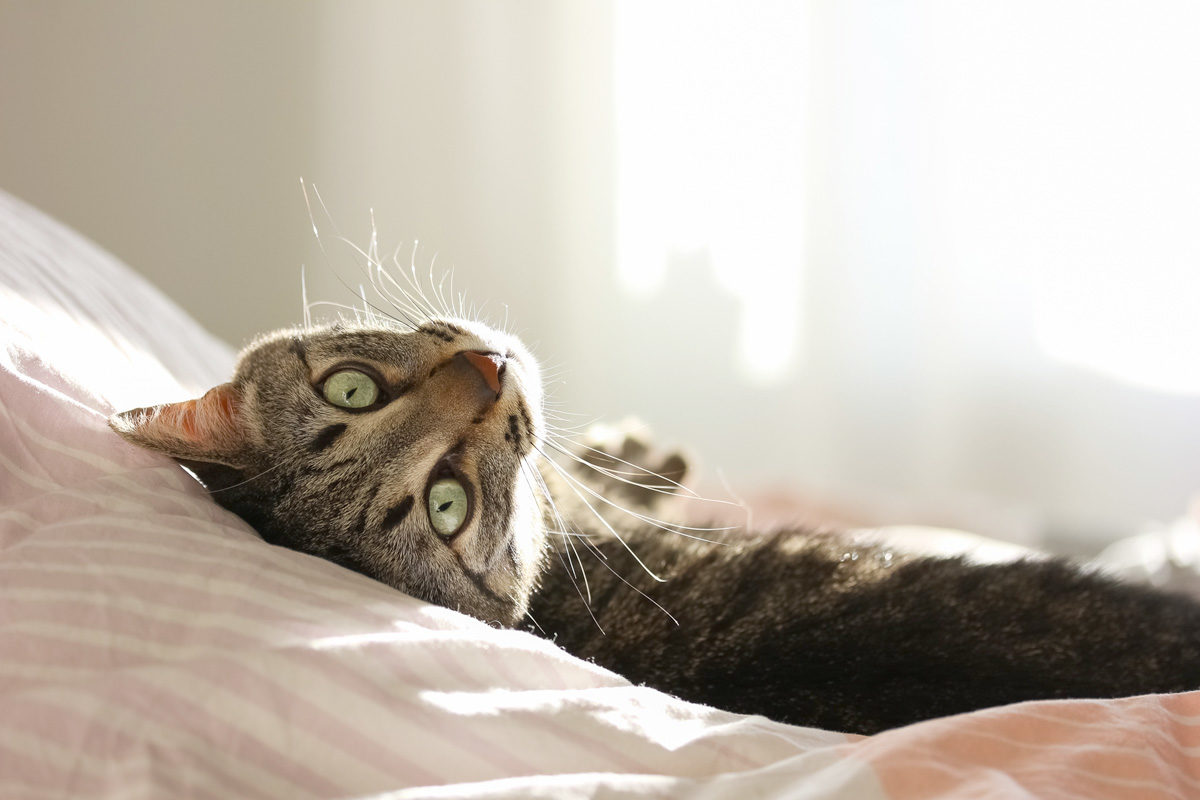 Cat attract cat litter coupon