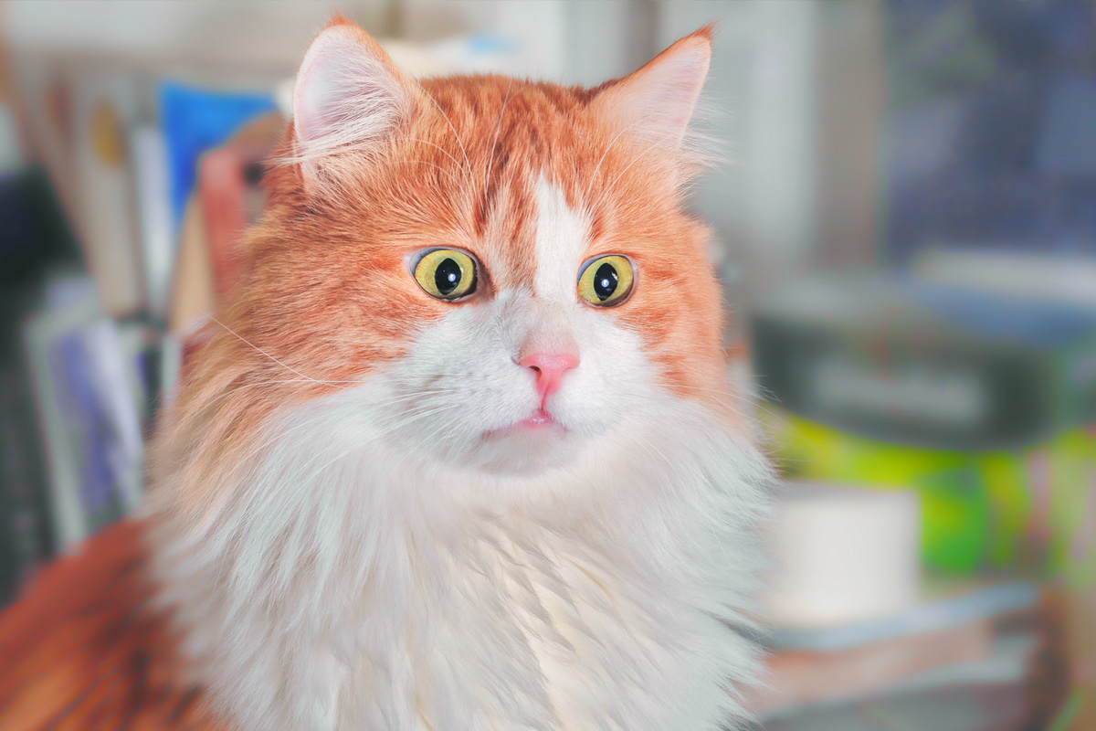 The Hilarious History of Cat Memes | Dr. Elsey's