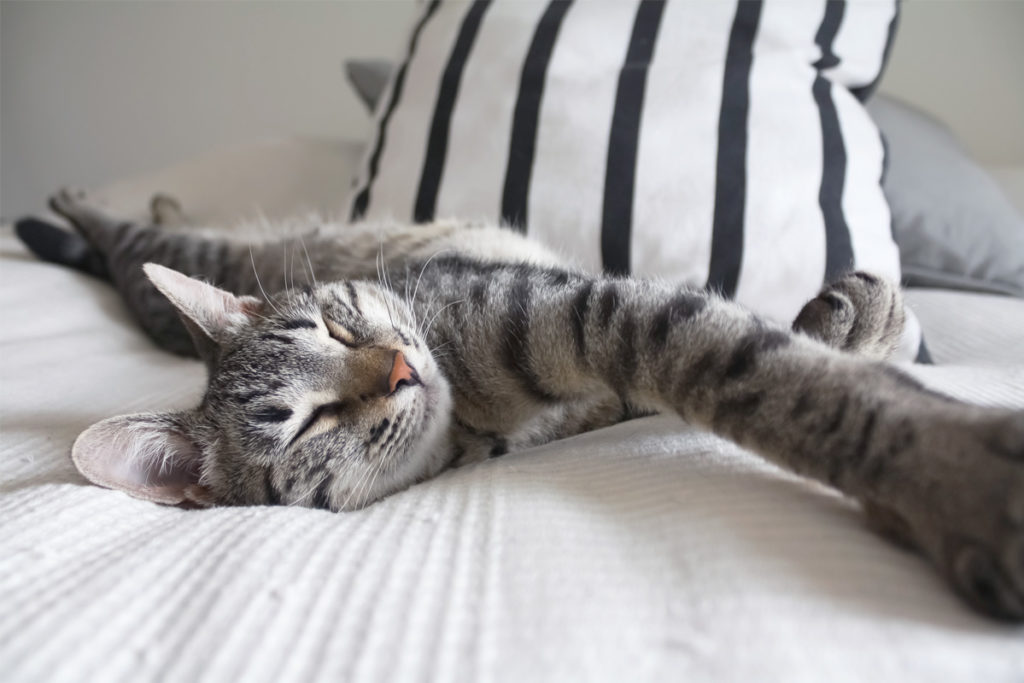 cat sleeping on human bed
