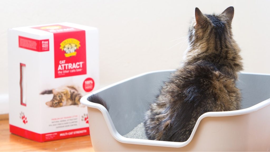 Cat uses litter box