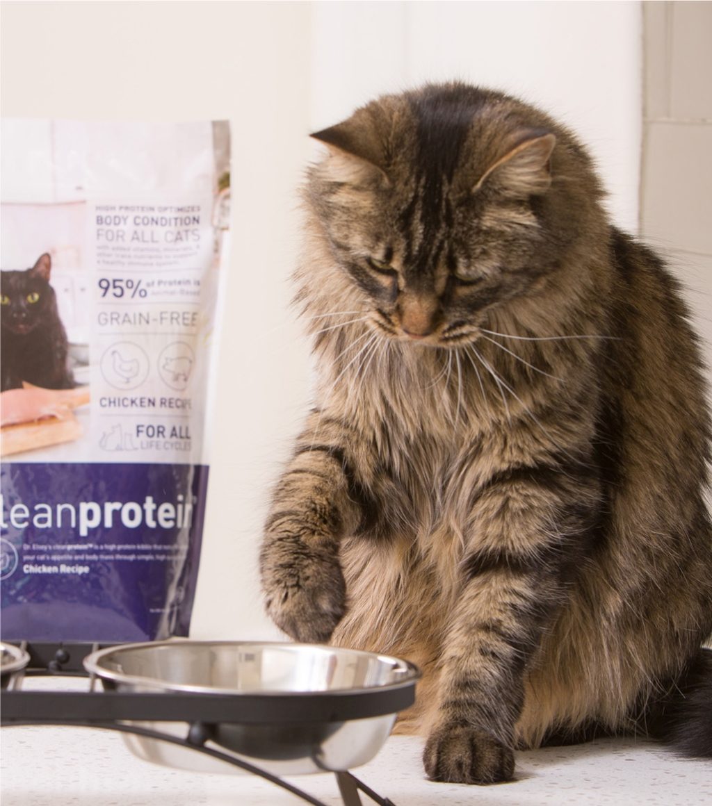 Cat looks at food bowl