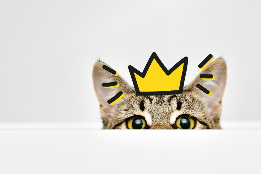 cat peaks out wearing cartoon crown