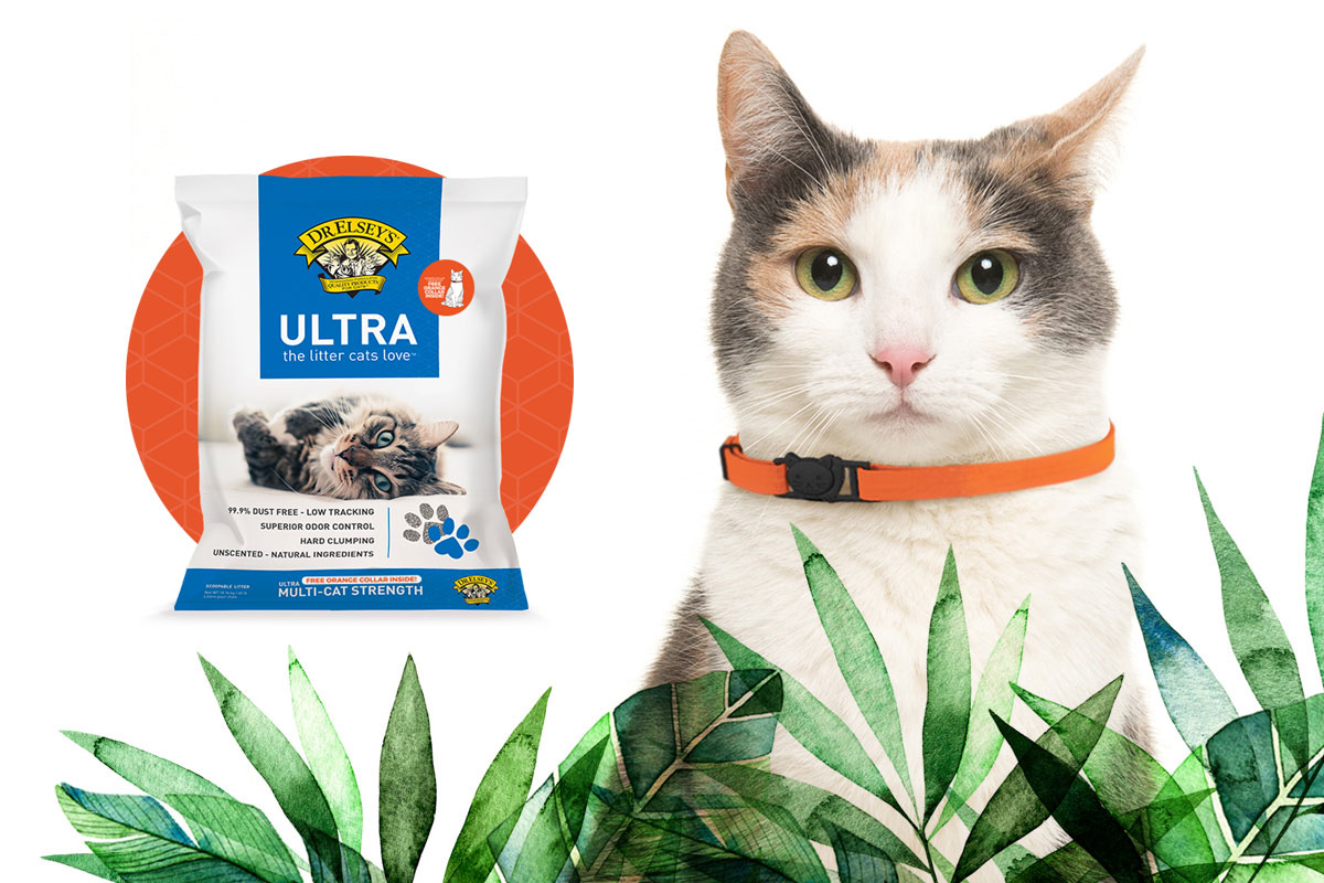 Orange collar on cat on sale