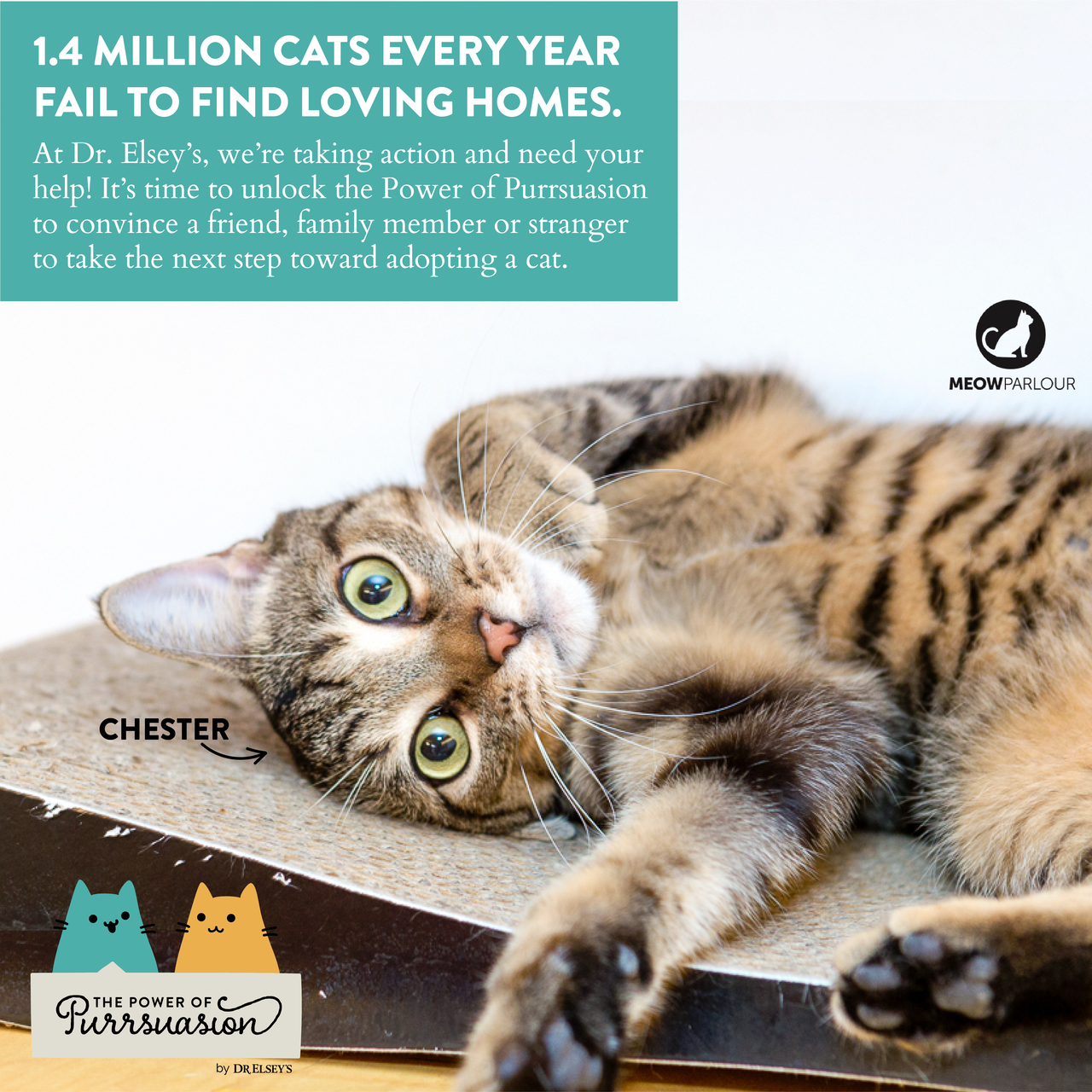 1.4 million cats every year fail to find loving homes.