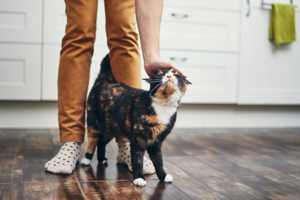 human pets cat on the head