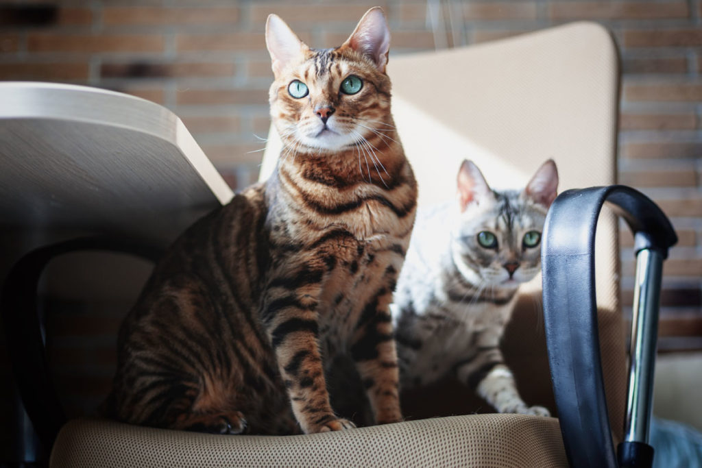 two cats sit on a chair together