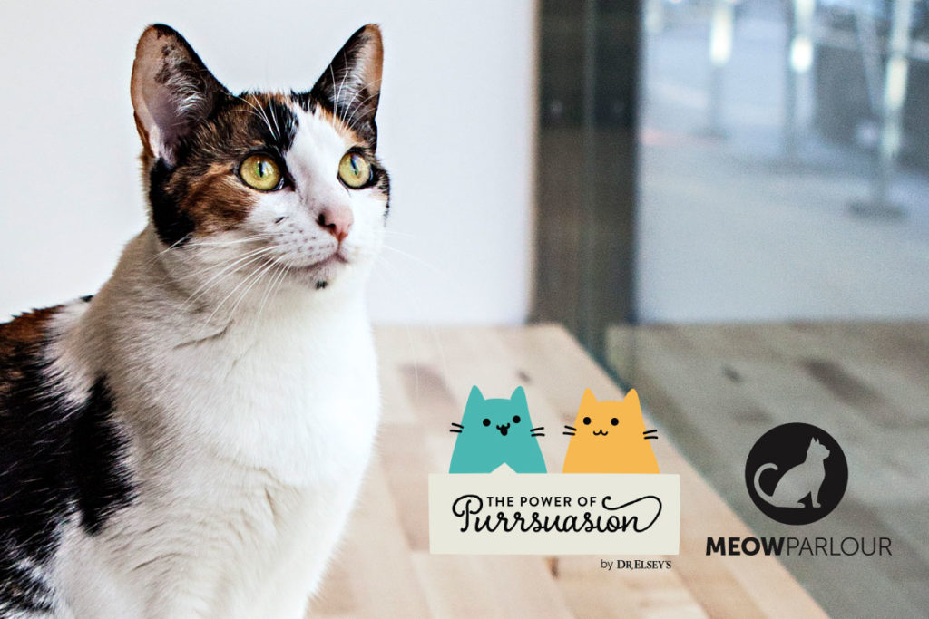 Dr. Elsey's Power of Purrsuasion at MeowParlour
