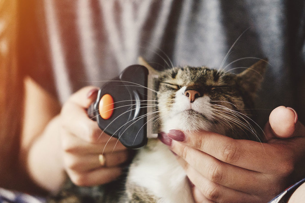 cat being groomed by human