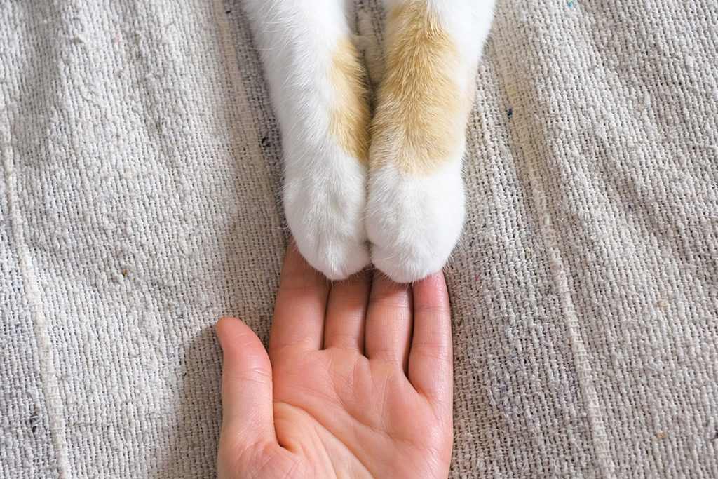 cat paws and human hands