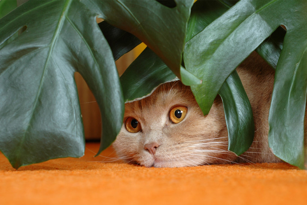 Cat hides under plant