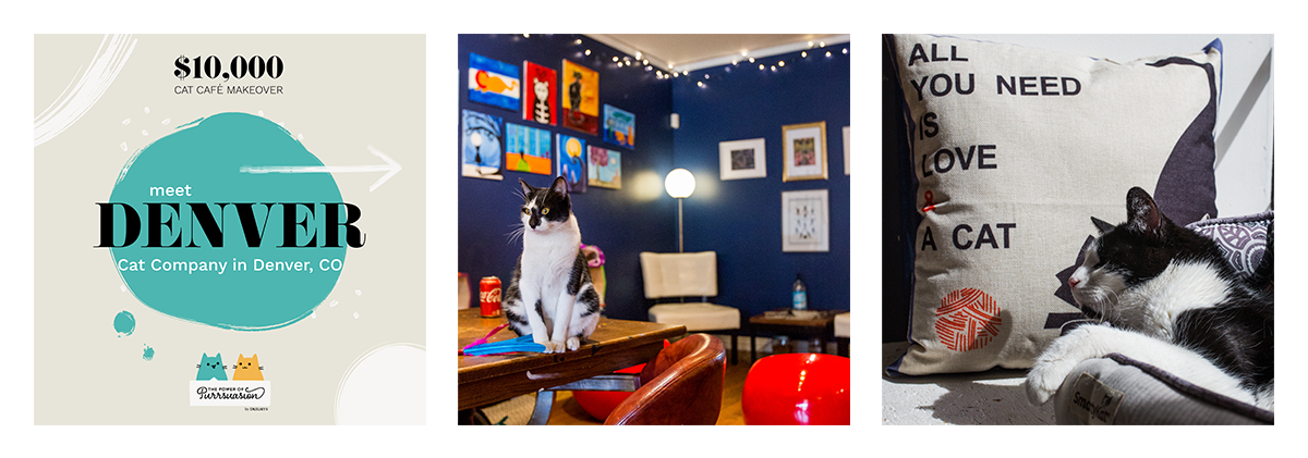 Meet Denver Cat Company in Denver, CO