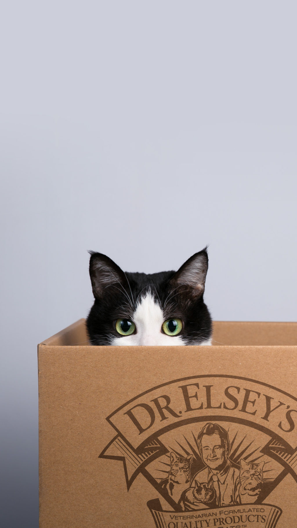 cat peeks out of cardboard box