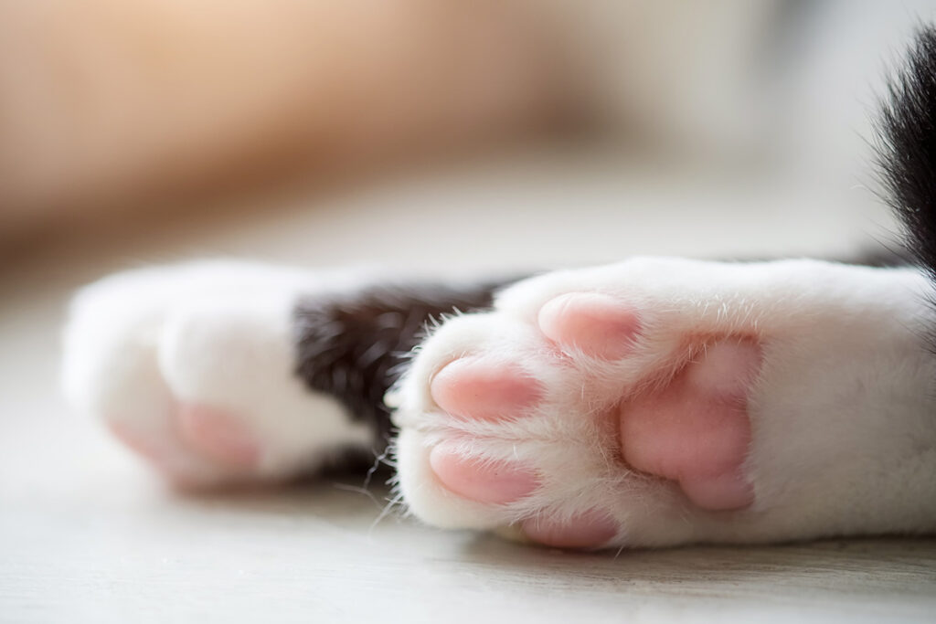 cat paws