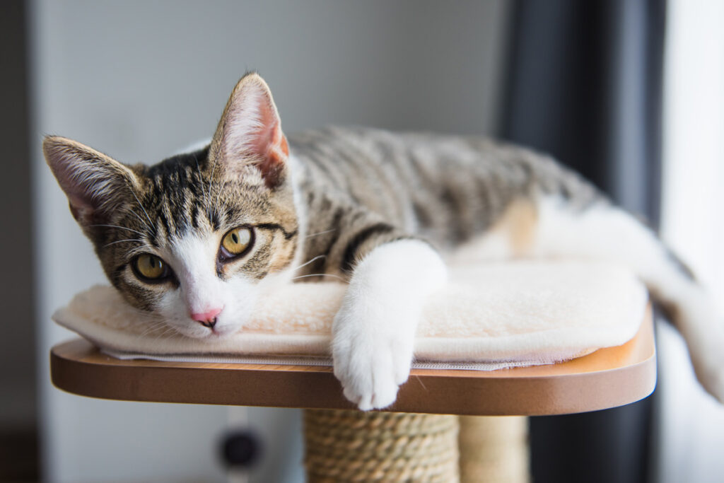 cat laying down on top of a cat tree