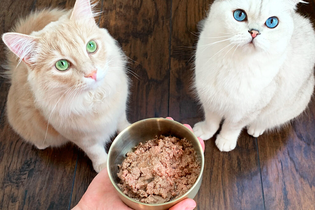 Cats being offered cat food