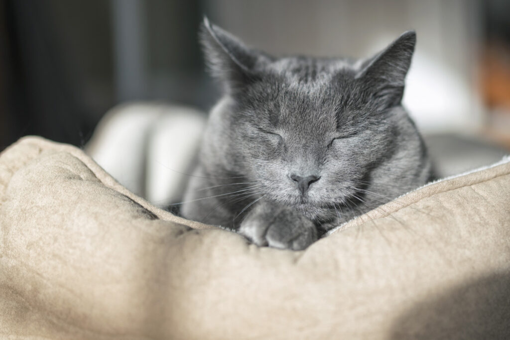 senior cat sleeping in cat bed