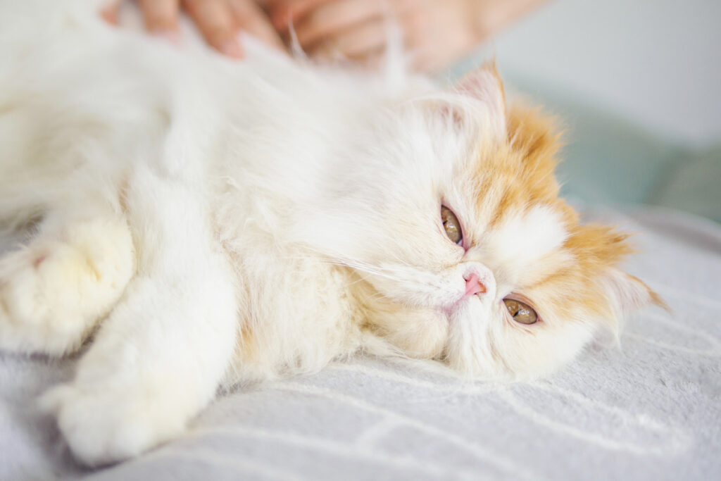 long haired cat relaxing