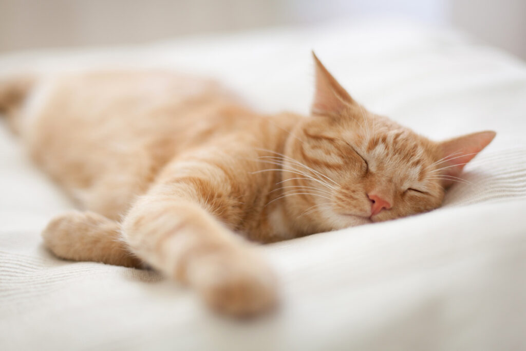 cat sleeping on a bed