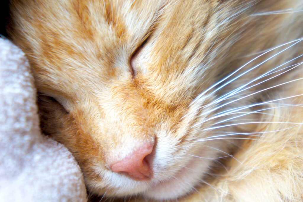 close up image of sleeping cat