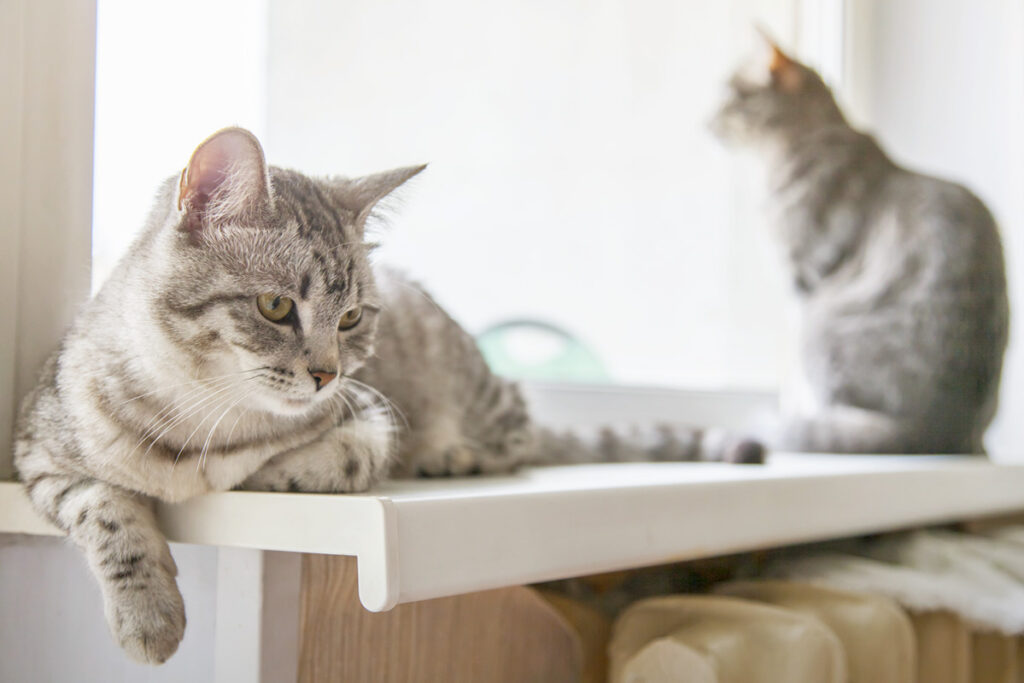 cats sitting in window sill