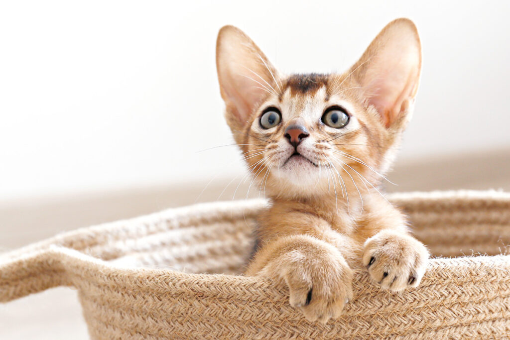 Tan colored kitten ina woven basket