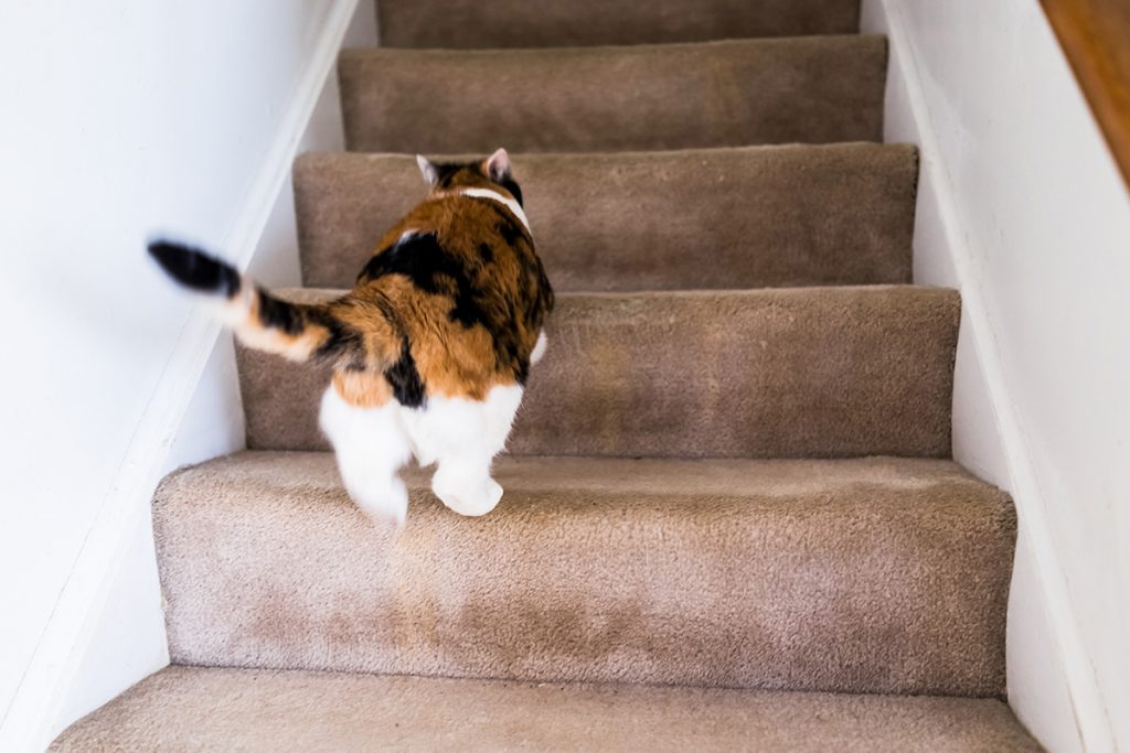cat home alone running up stairs
