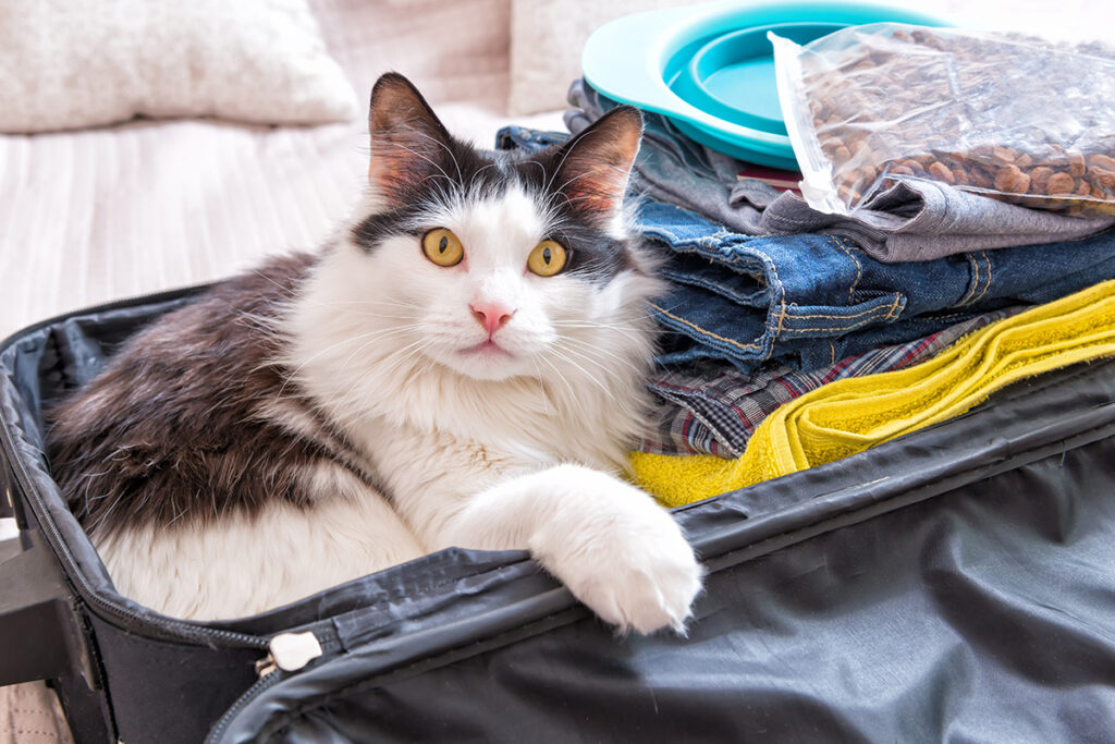 how to travel with your cat