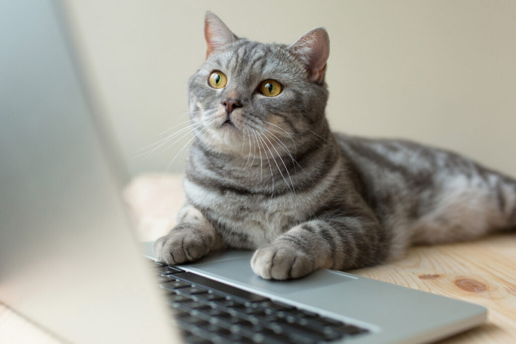 cat looking at computer