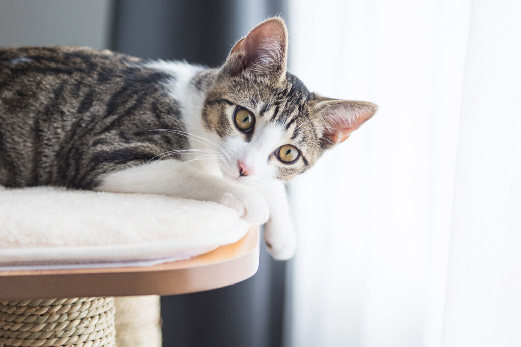 brown and white cat laying on scratching post