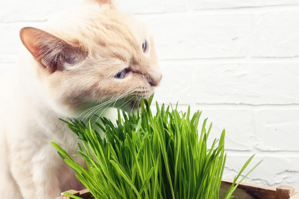 cat eating cat grass