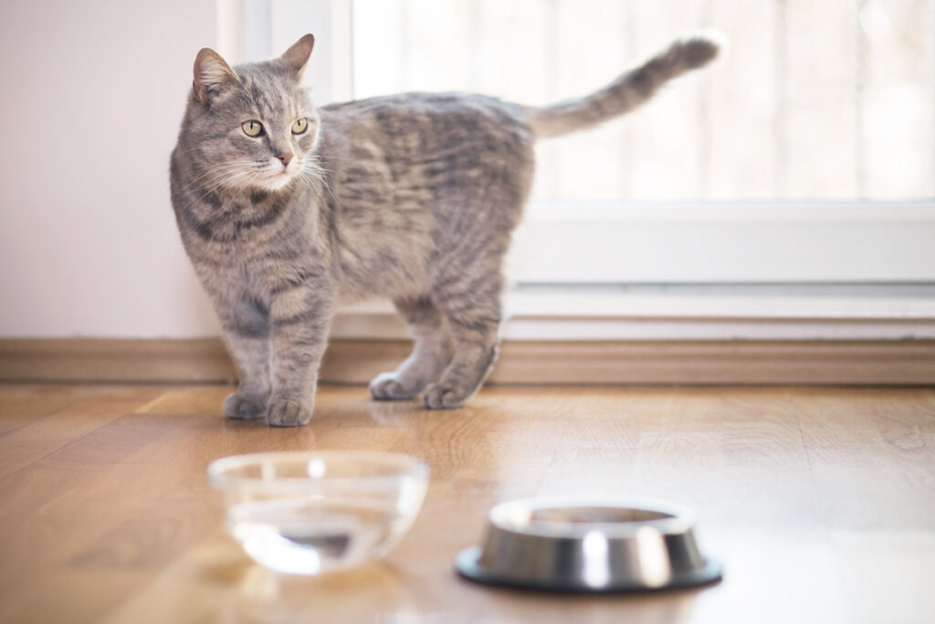 gray cat standing in front of a silver food bowl and a clear water bowl