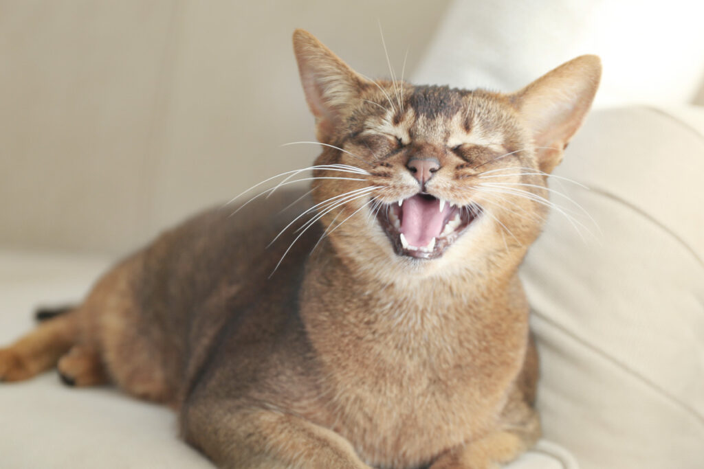 light brown cat laying on the couch smiling and showing teeth
