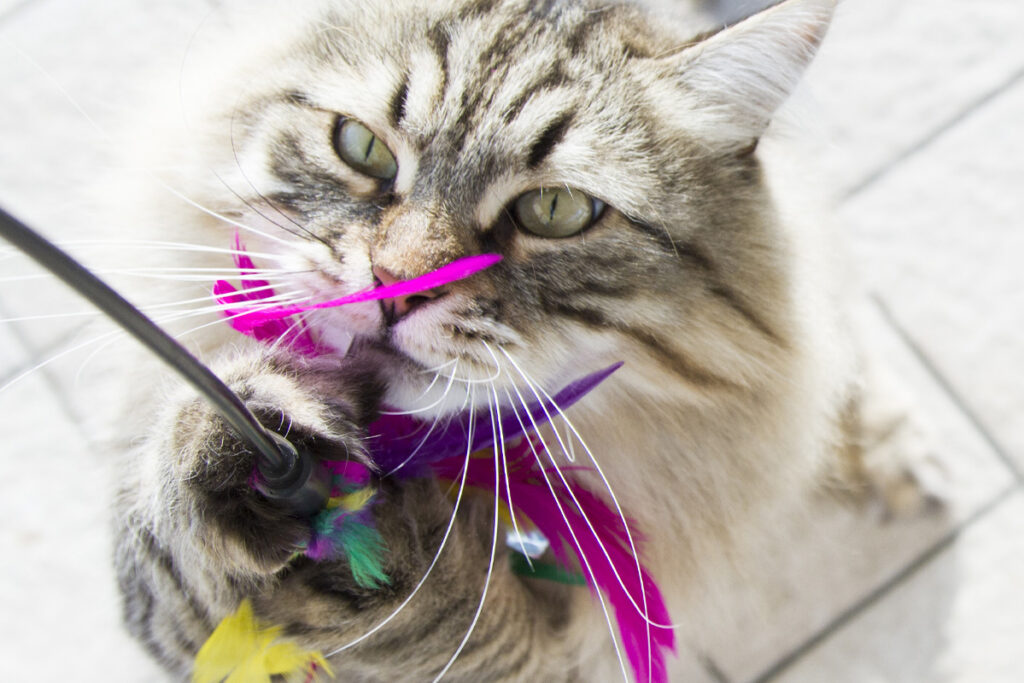 gray cat playing with feather wand toy