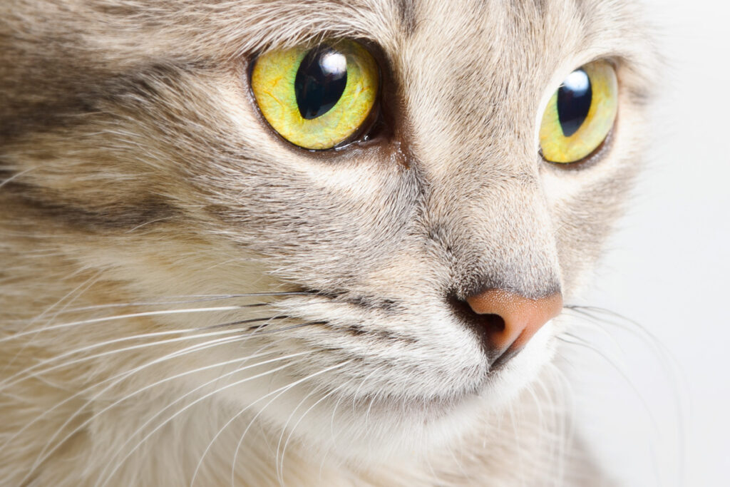 Zoomed in photo of a cat's face with light gray fur and green eyes.