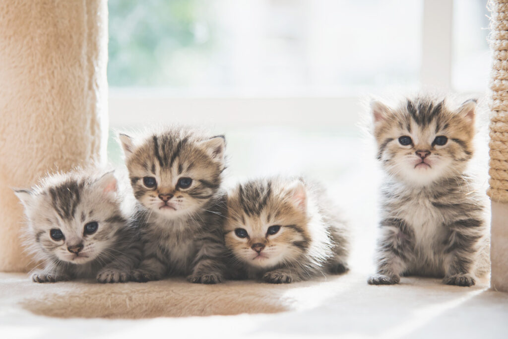 Four kittens sitting in front of a window